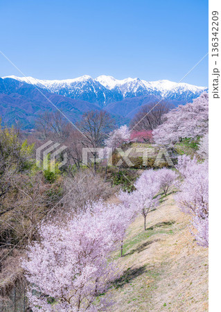 【桜素材】大草城址公園から見る桜と残雪の中央アルプス【長野県】 【桜素材】大草城址公園から見る桜と残雪の中央アルプス【長野県】 136342209