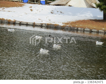 稲毛海浜公園浜の池に来たオナガガモユリカモメ 136342471