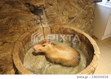 おさるランド＆アニタウン、日光、栃木、さる 136343019