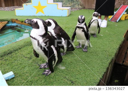 おさるランド＆アニタウン、日光、栃木、さる 136343027