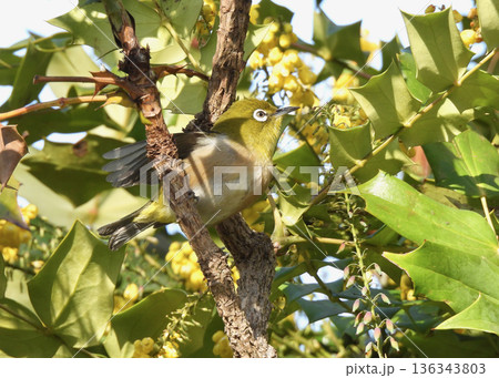 メジロ メジロ 136343803