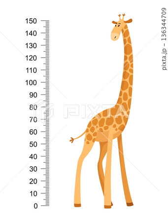 Funny giraffe. Cheerful funny giraffe with long neck. Giraffe meter wall or height chart or wall sticker. Illustration with scale from 0 to 150 centimeter to measure growth 136344709
