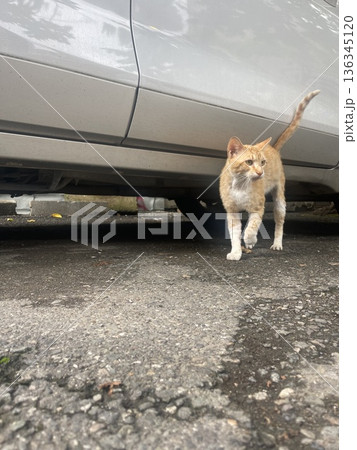 Cat walks near parked car on city street during day near buildings and trees 136345120