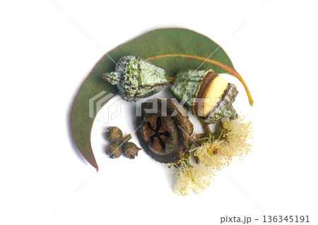 Fresh green eucalyptus leaves with seeds on white background 136345191