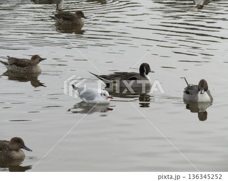 稲毛海浜公園浜の池に来た冬の渡り鳥オナガガモとユリカモメ 稲毛海浜公園浜の池に来た冬の渡り鳥オナガガモとユリカモメ 136345252