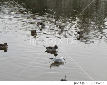 稲毛海浜公園浜の池に来た冬の渡り鳥オナガガモ 稲毛海浜公園浜の池に来た冬の渡り鳥オナガガモ 136345253