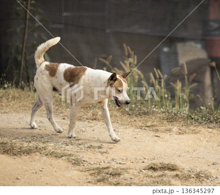 The dog is walking on the street. The dog is walking on the street. 136345297
