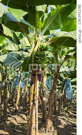 A banana tree growing bananas and flowers in the garden 136345298