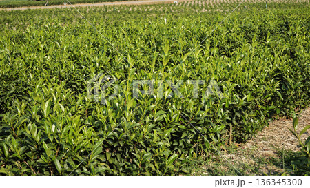 Young green tea leaves and tender shoots of tea plants in a tea plantation. 136345300