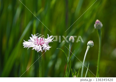 ヤグルマギク（矢車菊） 136345420