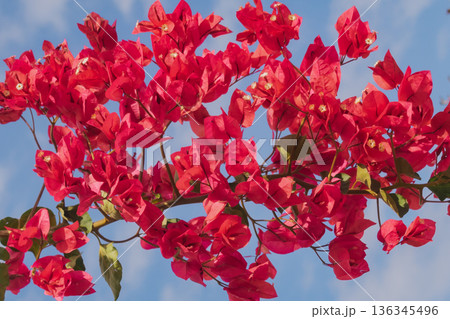 Mediterranean summer: bright pink bougainvillea blooming under sunny sky Mediterranean summer: bright pink bougainvillea blooming under sunny sky 136345496