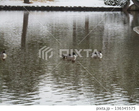 稲毛海浜公園浜の池に来た冬の渡り鳥オナガガモ 稲毛海浜公園浜の池に来た冬の渡り鳥オナガガモ 136345575