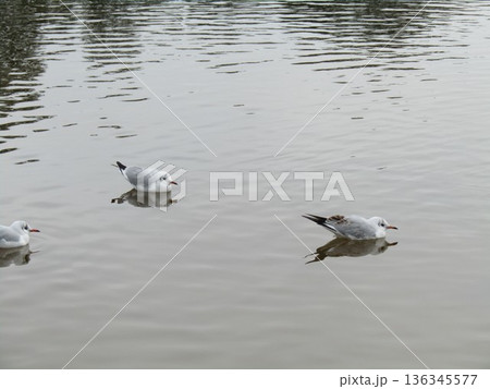 稲毛海浜公園浜の池に来た冬の渡り鳥ユリカモメ 136345577