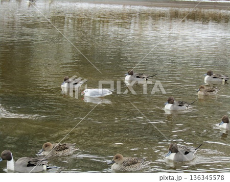 稲毛海浜公園浜の池に来た冬の渡り鳥オナガガモとユリカモメ 136345578