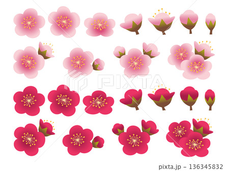 梅の花の花弁や蕾のセット 136345832