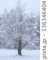 冬の朝の雪の中の一本の木 136346404