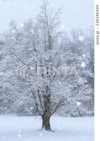 冬の朝の雪の中の一本の木 冬の朝の雪の中の一本の木 136346404