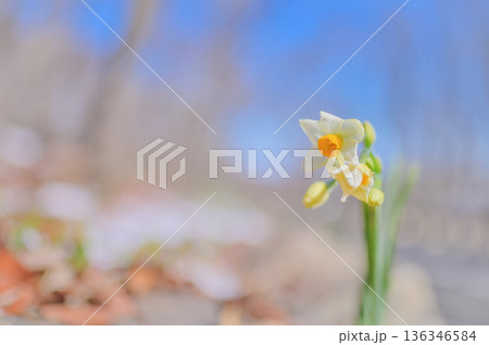 雪残る公園で咲く水仙 136346584