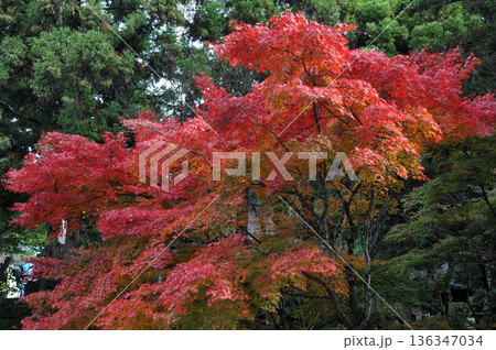 近江 胡宮神社の紅葉 近江 胡宮神社の紅葉 136347034