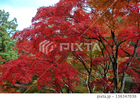 近江 胡宮神社の紅葉 近江 胡宮神社の紅葉 136347036