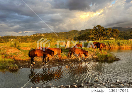 Horses on countryside on sunrise on summer 136347041
