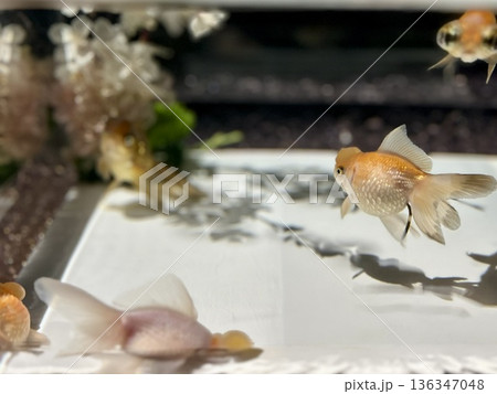 優雅に泳ぐ金魚のシルエットと桜 和モダンな水中の春景色 優雅に泳ぐ金魚のシルエットと桜 和モダンな水中の春景色 136347048