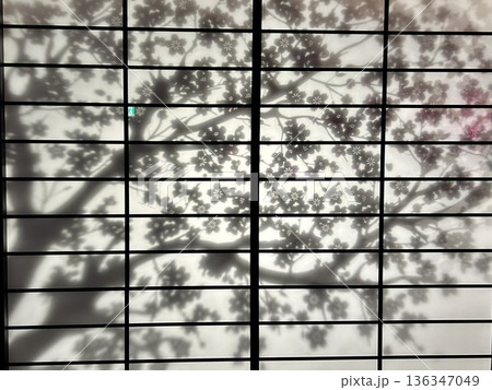 障子と桜のシルエット 格子戸に映し出される幻想的な影絵風の風景 障子と桜のシルエット 格子戸に映し出される幻想的な影絵風の風景 136347049