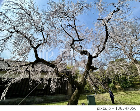 青空に広がる満開のしだれ桜と伝統建築　日本の春を象徴する広角の風景素材 136347056