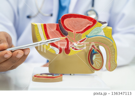 Male reproductive system, Asian doctor holding human anatomy model. 136347113