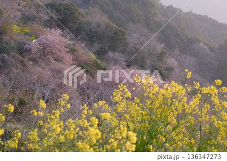 春の山を彩る菜の花と桜 柔らかな色が重なる風景 春の山を彩る菜の花と桜 柔らかな色が重なる風景 136347273
