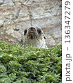 Antarctic fur sealing grass , Southern ocean, South Georgia  136347279