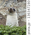 Antarctic fur sealing grass , Southern ocean, South Georgia  136347280