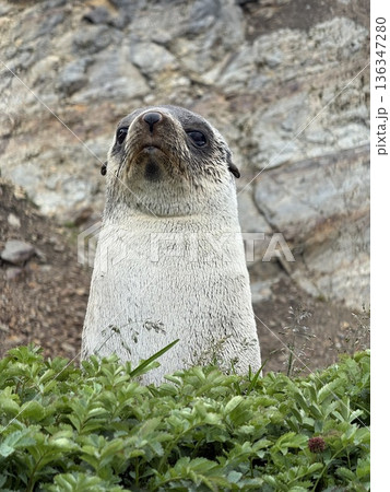 Antarctic fur sealing grass , Southern ocean, South Georgia  136347280