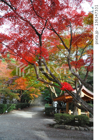 近江　胡宮神社の紅葉 136347331