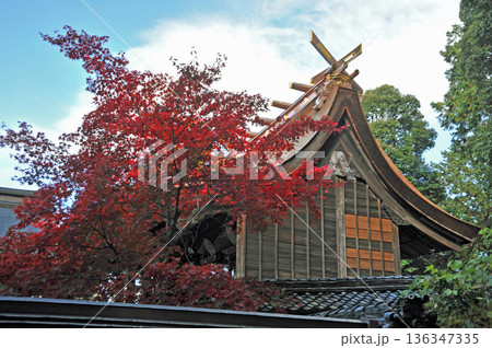 近江　胡宮神社の紅葉 136347335