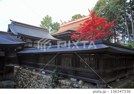 近江　胡宮神社の紅葉 136347336