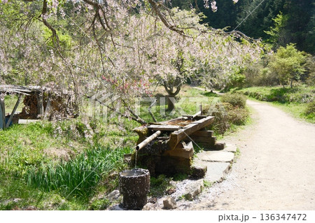 桜が彩る里山の水場　春の静けさが漂う風景 136347472