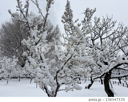 ≪平塚市総合公園≫雪の風景 ≪平塚市総合公園≫雪の風景 136347570
