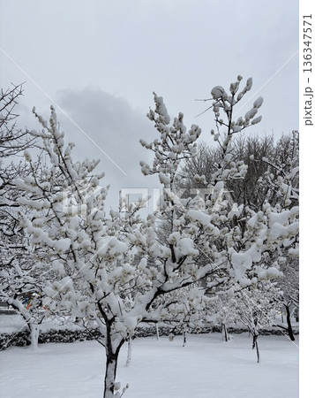 ≪平塚市総合公園≫雪の風景 ≪平塚市総合公園≫雪の風景 136347571