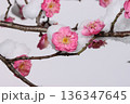 雪が被さる冬の紅梅 136347645