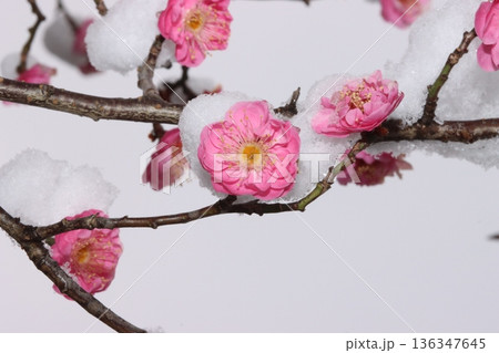 雪が被さる冬の紅梅 136347645