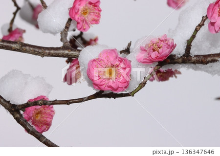 雪が被さる冬の紅梅 136347646