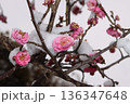 雪が被さる冬の紅梅 136347648