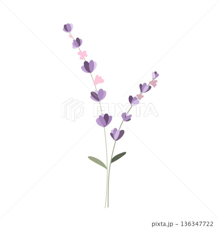 Lavender flowers  136347722