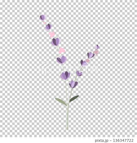 Lavender flowers  136347722