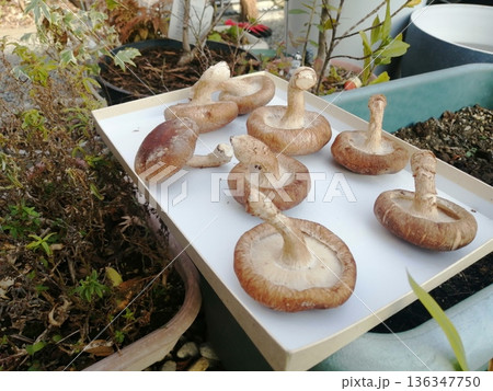 自宅でしいたけを天日干ししている気軽な写真 自宅でしいたけを天日干ししている気軽な写真 136347750