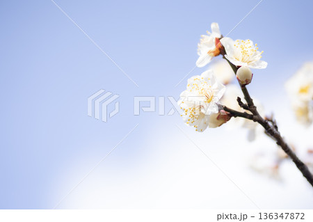 梅の花 梅の花 136347872