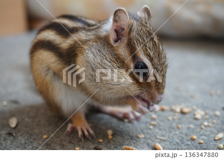 餌を食べるシマリス 餌を食べるシマリス 136347880