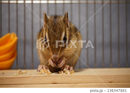 餌を食べるシマリス 136347881