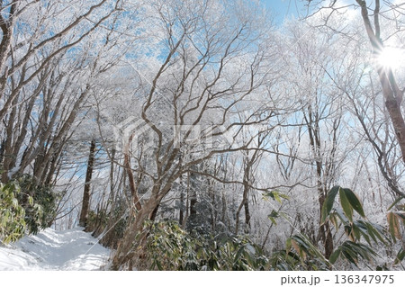 霧氷に包まれる登山道　冬の光が差し込む静かな森 136347975